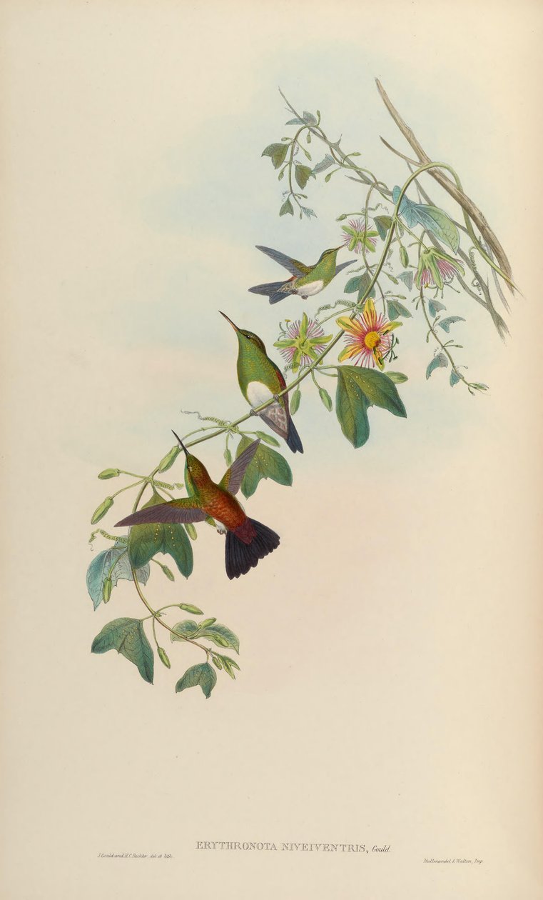 Erythronota niveiventris = Amazilia edward niveiventris od John Gould