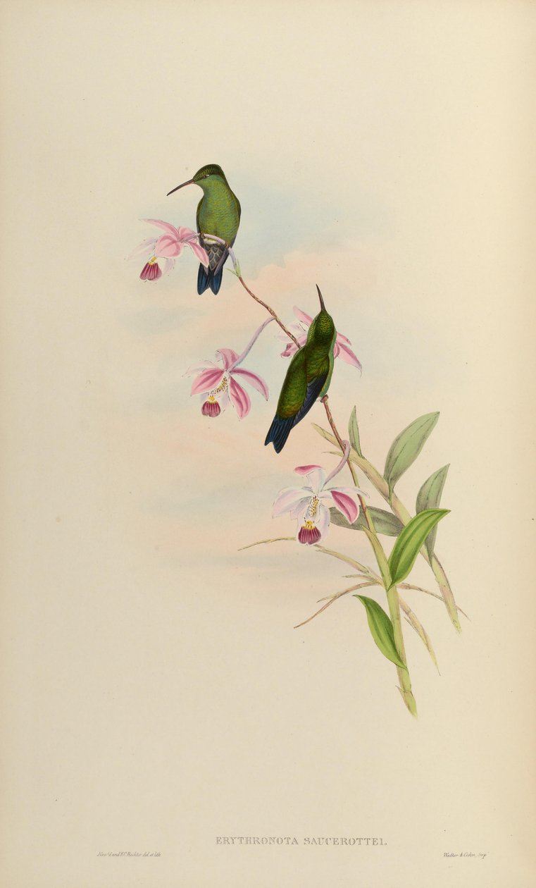 Erythronota saucerottei = Amazilia saucerrottei od John Gould