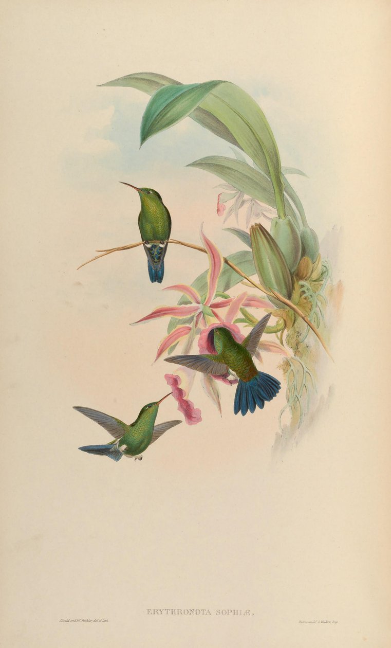 Erythronota sophiae = Amazilia saucerrottei od John Gould