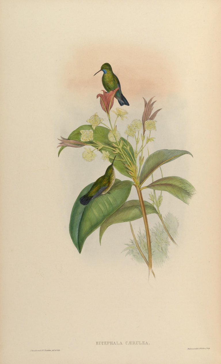 Eucephala blue = Chlorestes notata od John Gould