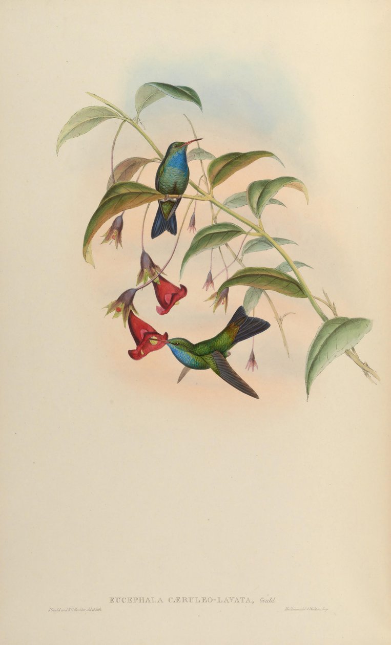 Eucephala caeruleolavata =? - známé pouze z typového exempláře z jihovýchodní Brazílie; Cory (1918) a Pinto (1937) považováni za platný druh; Peters (1945) považován za křížence neurčeného rodičovství od John Gould