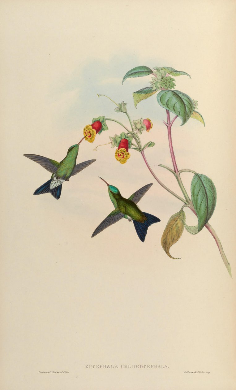 Eucephala chlorocephala =? od John Gould