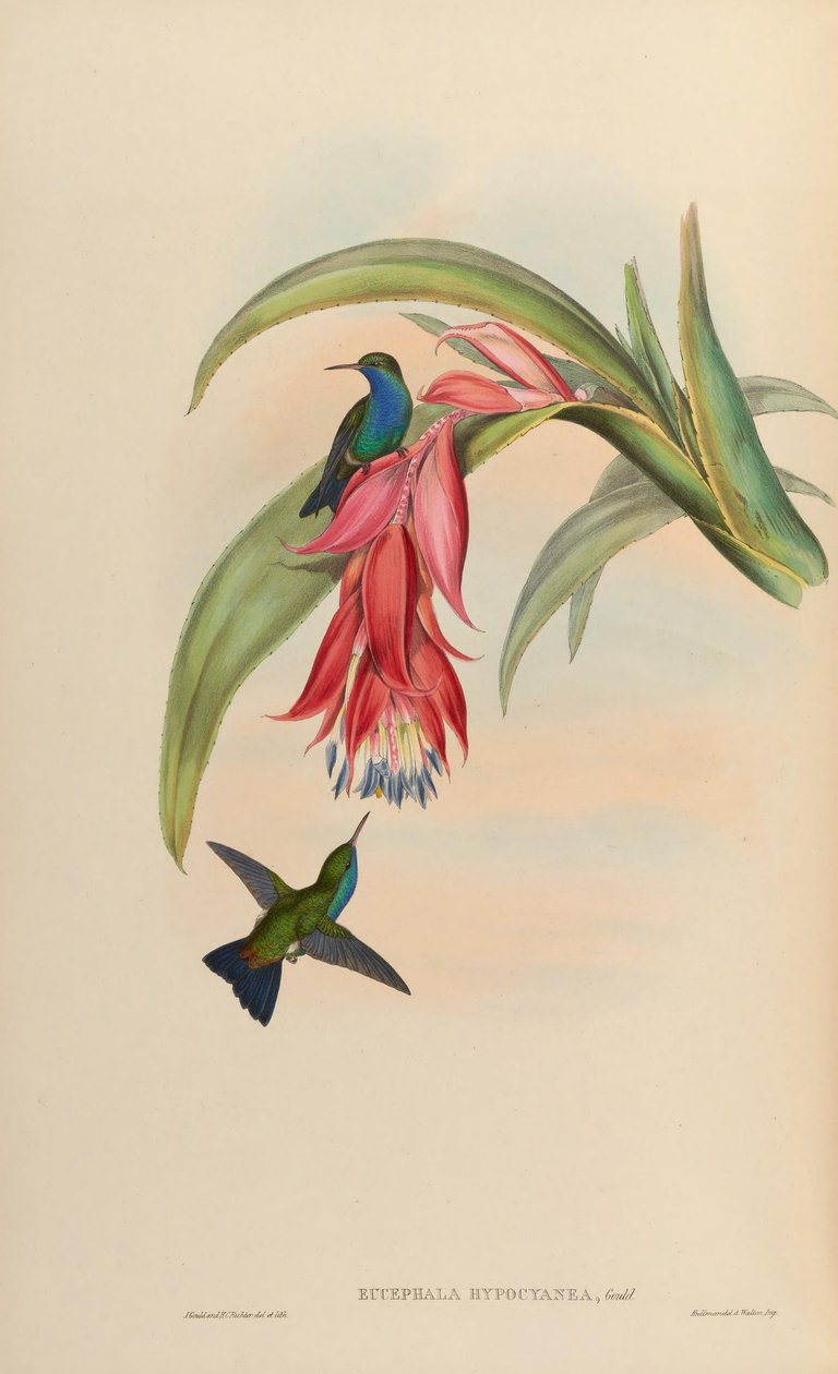 Eucephala hypocyanea = aberantní Chlorostilbon notata nebo (C. notata X Hylocharis cyanus) od John Gould