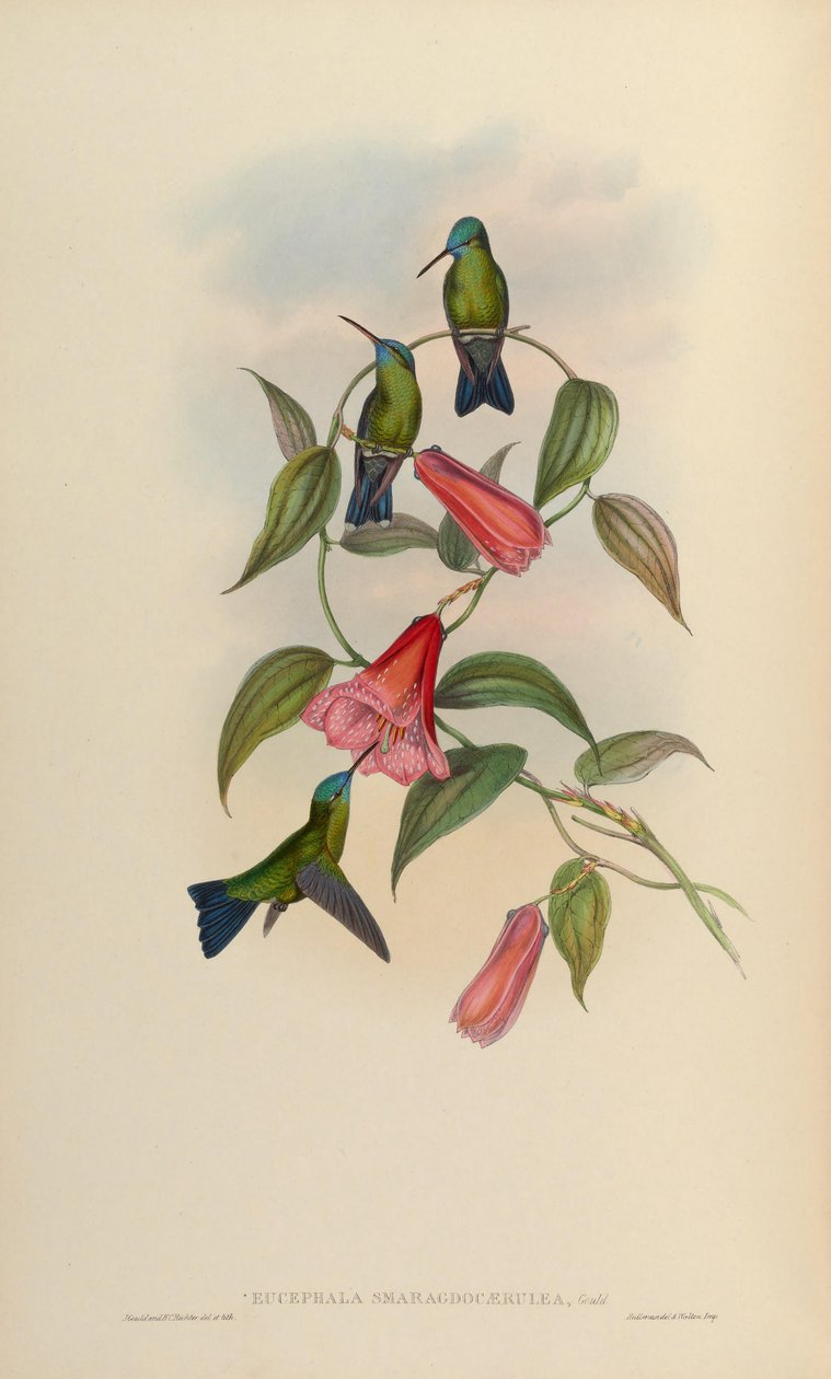 Eucephala smaragdově modrá = Chlorestes notatus X Thalurania glaucopis od John Gould