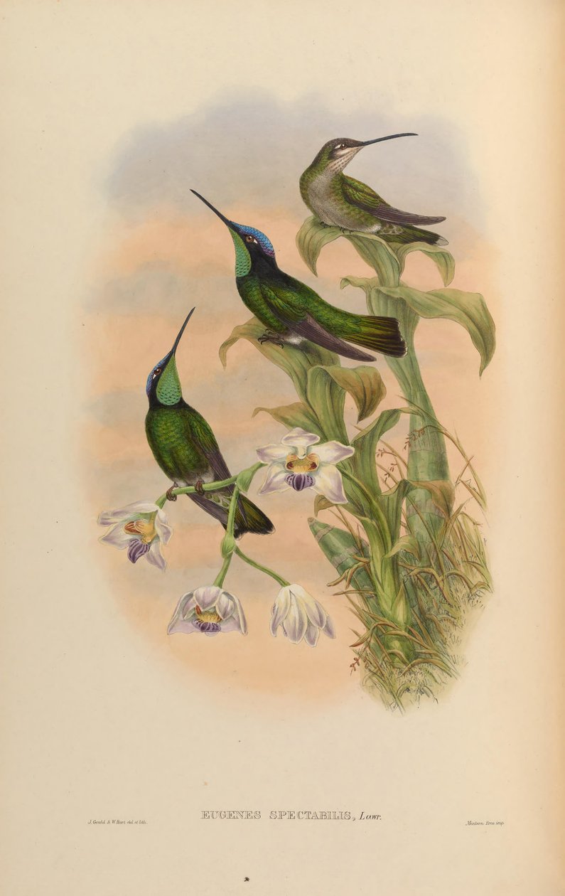 Eugenes spectabilis = Eugene spektabilis od John Gould