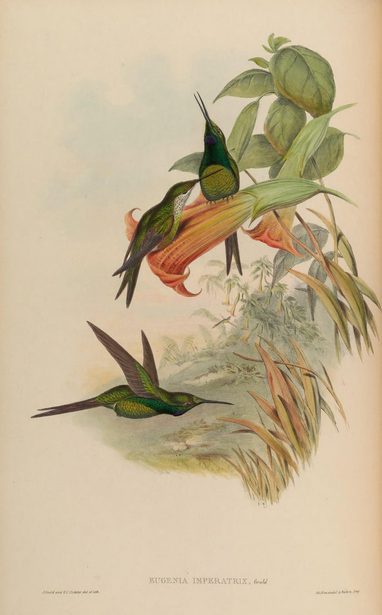 Císařovna Eugenie = císařovna Heliodox od John Gould