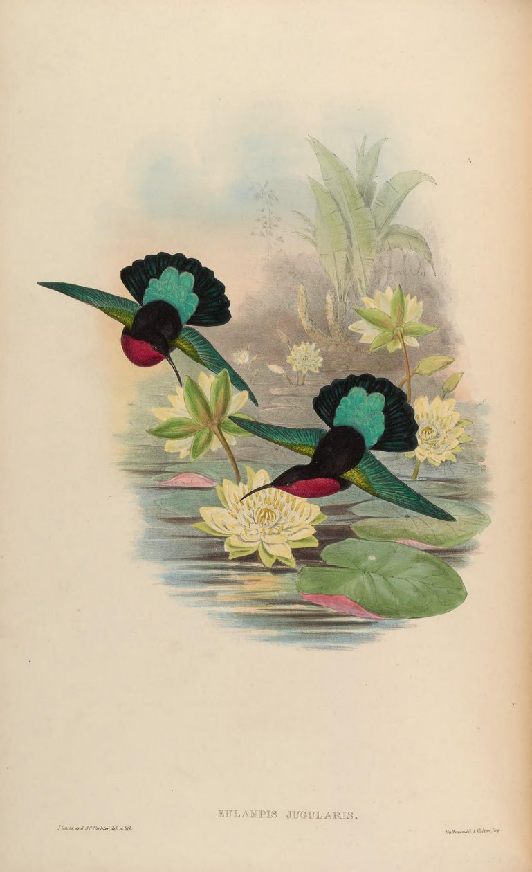 Eulampis jugularis od John Gould