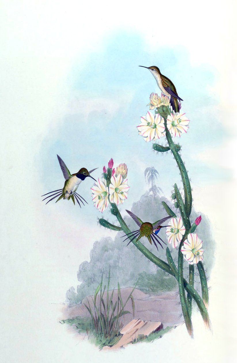 Eulidia yarrellii = Syn od John Gould