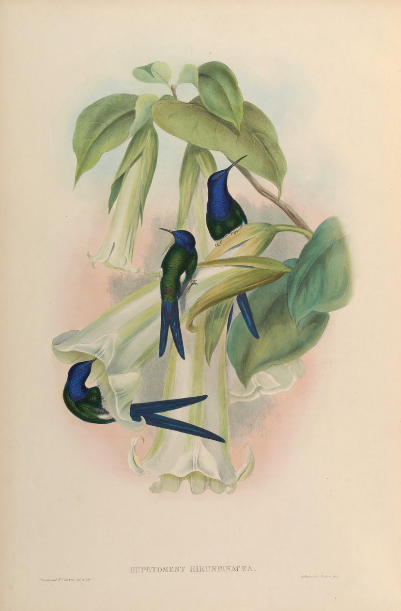 Eupetomena hirundinacea = Eupetomena macroura macroura od John Gould
