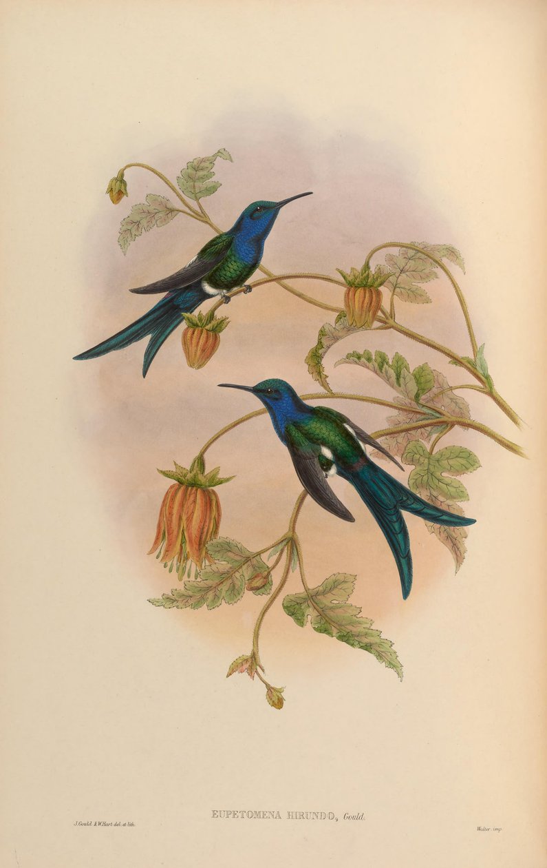 Eupetomena hirundo = Eupetomena macroura hirundo od John Gould