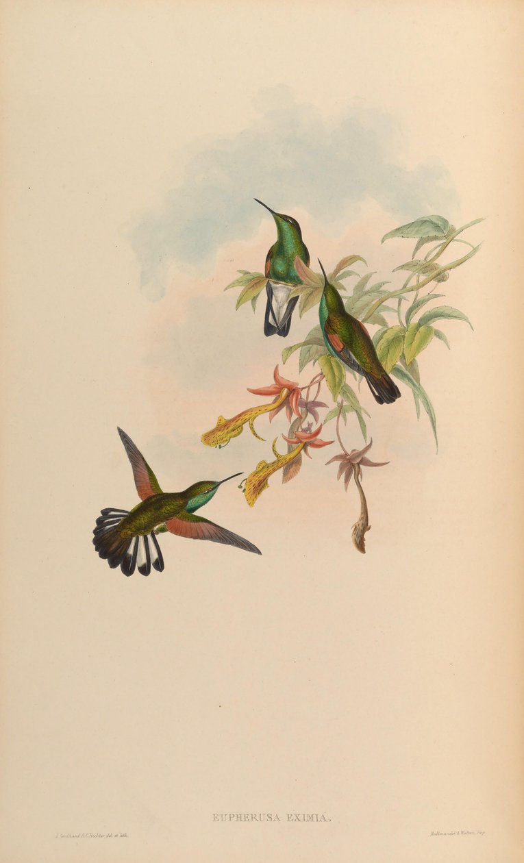Eupherusa eximia od John Gould