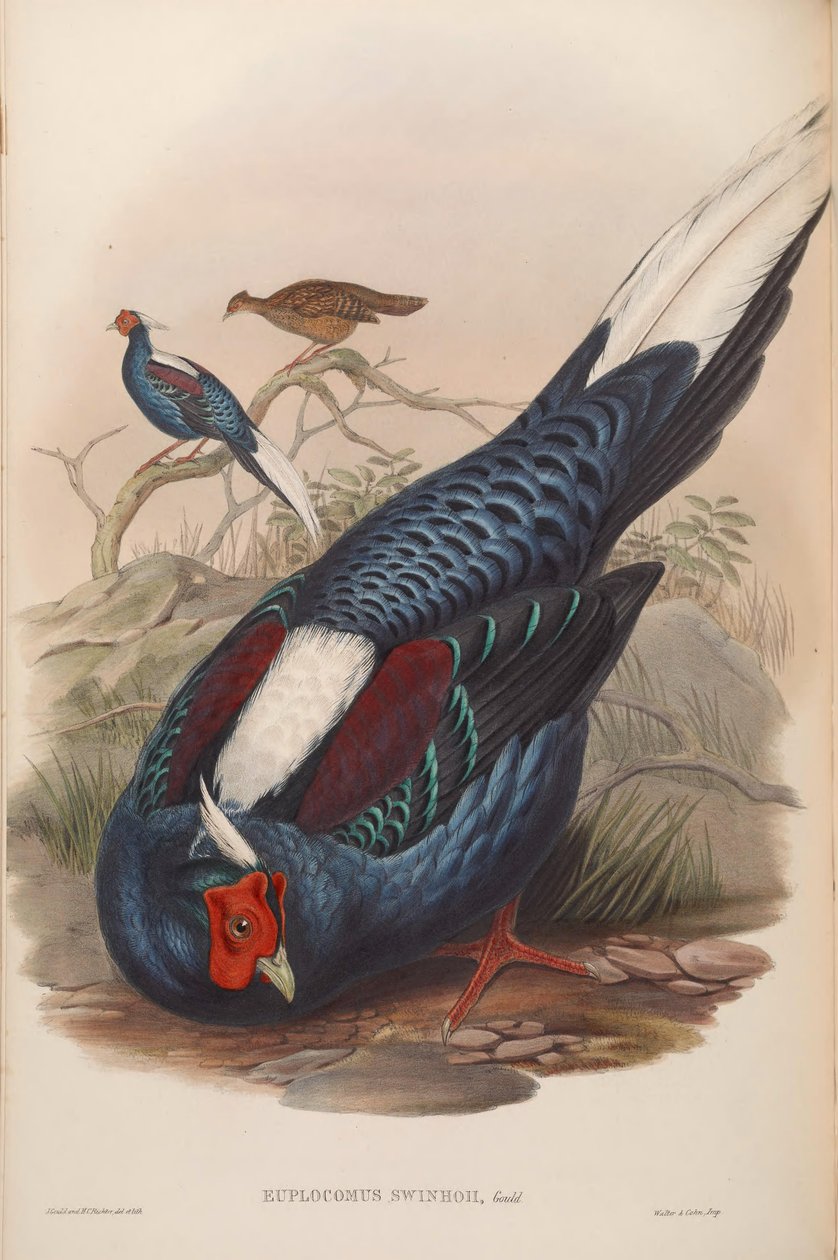 Euplocamus swinhoii = Lophura swinhoii od John Gould