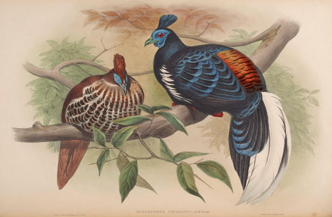 Euplocamus vieilloti = Lophura ignita rufa od John Gould