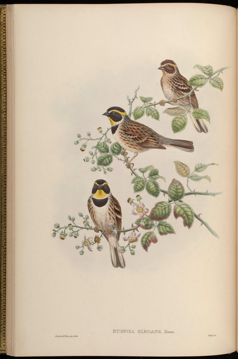 Euspiza elegans = Emberiza elegans od John Gould
