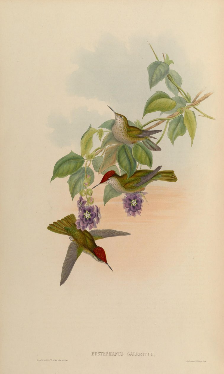 Eustephanus galeritus = Sephanoides sephaniodes od John Gould