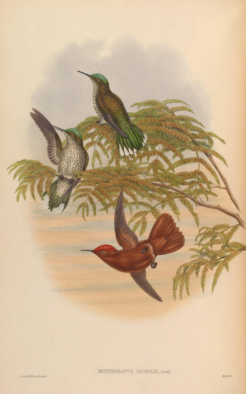 Eustephanus leyboldi = Sephanoides fernandensis leyboldi od John Gould