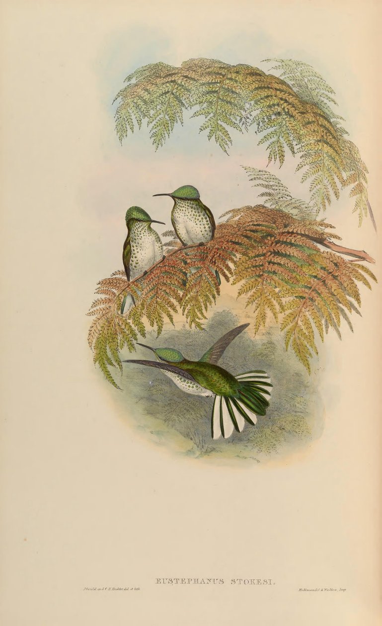 Eustephanus stokesi = Sephanoides sephaniodes od John Gould