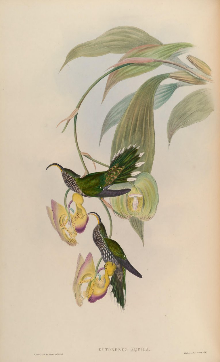 Orel Eutoxeres od John Gould