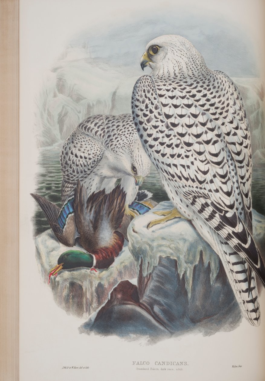 Falco Candicans, deska z The Birds of Great Britain od Johna Goulda, vydané 1862-73 (ručně kolorované lito) od John Gould