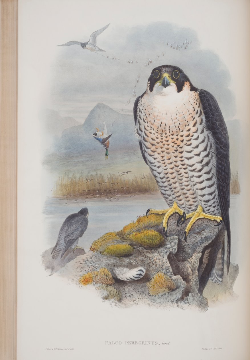 Falco Peregrinus, deska z The Birds of Great Britain od Johna Goulda, vydaná 1862-73 (ručně kolorované lito) od John Gould