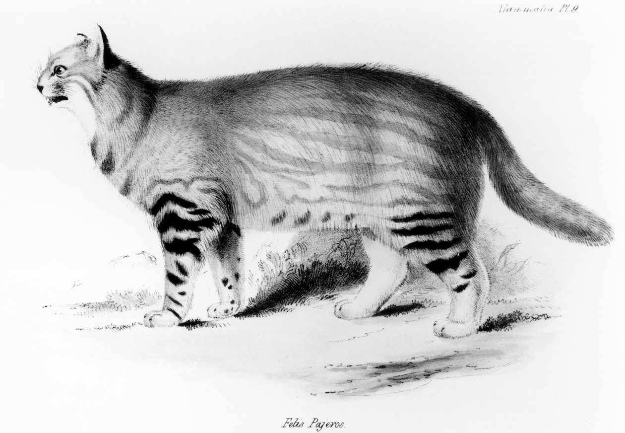 Felis Pajeros, deska 9 z hospody „Zoologie cesty bígla: Savci“ od Charlese Darwina (1809-92). 1832-36 od John Gould