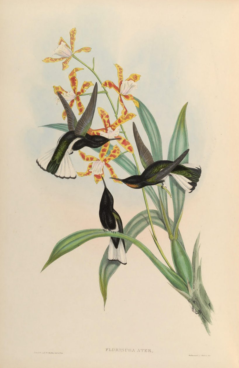Florisuga atra = Florisuga fusca od John Gould