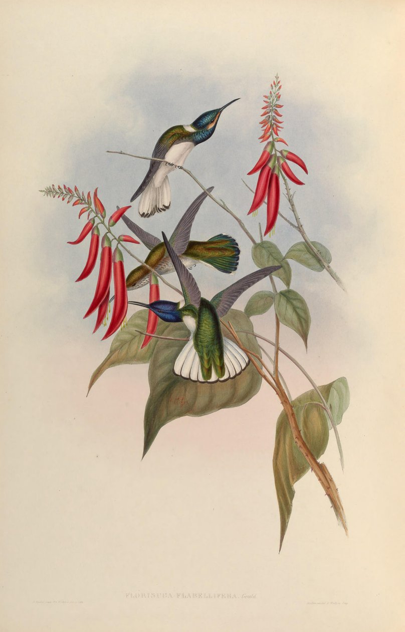 Florisuga flabellifera = Florisuga mellivora od John Gould