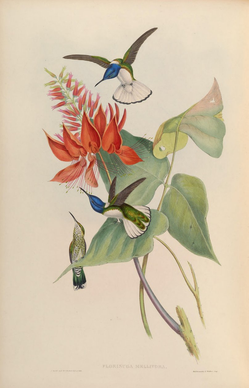Florisuga mellivora od John Gould