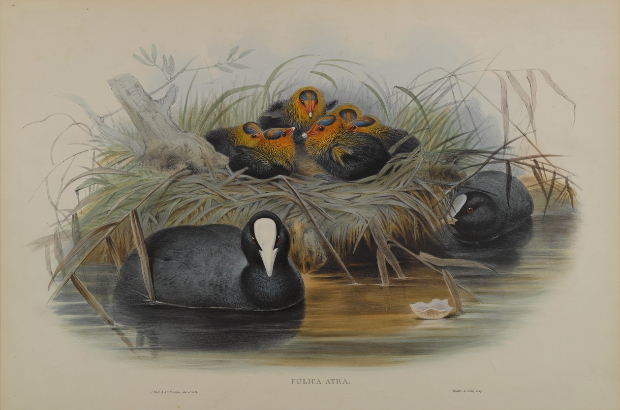 Fulica Atra od John Gould