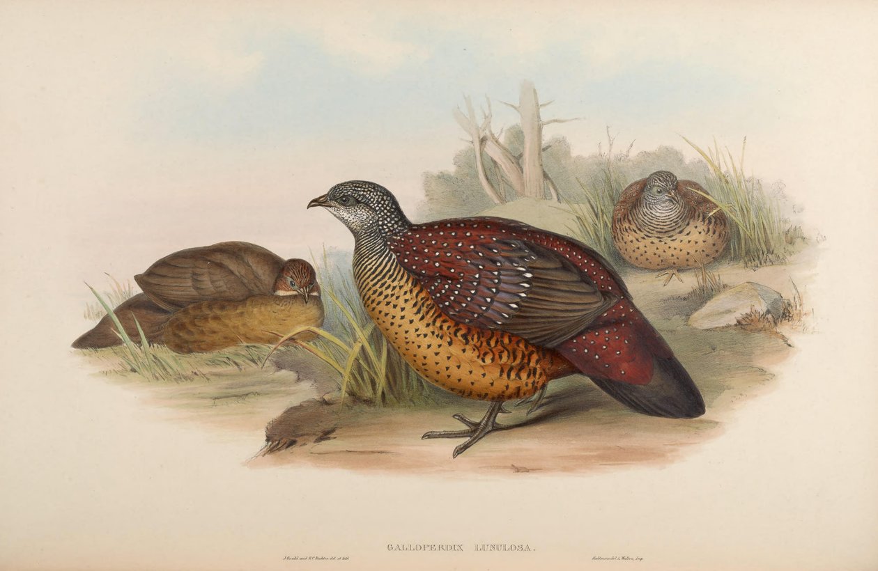 Galloperdix lunulata od John Gould
