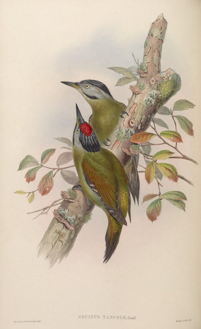 Gecinus tancolo = Pico šedá tancolo od John Gould