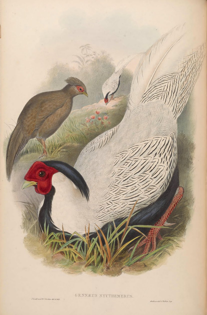 Gennaeus nycthemerus = Lophura nycthemera od John Gould