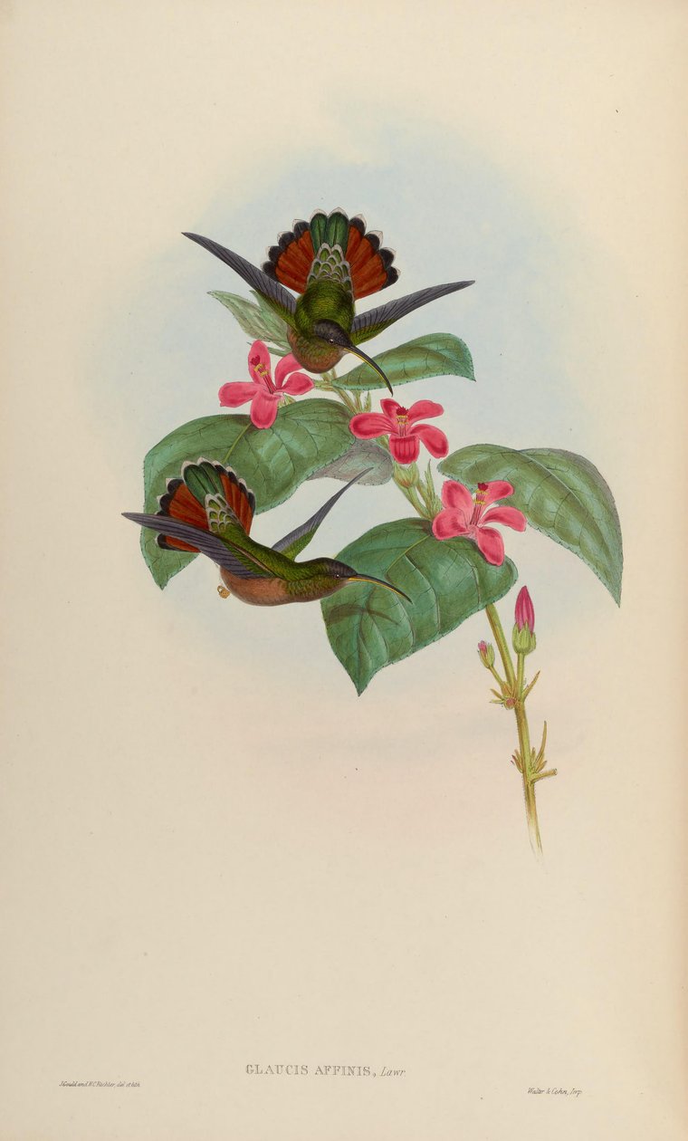 Glaucis affinis = Glaucis hirsutus hirsutus od John Gould