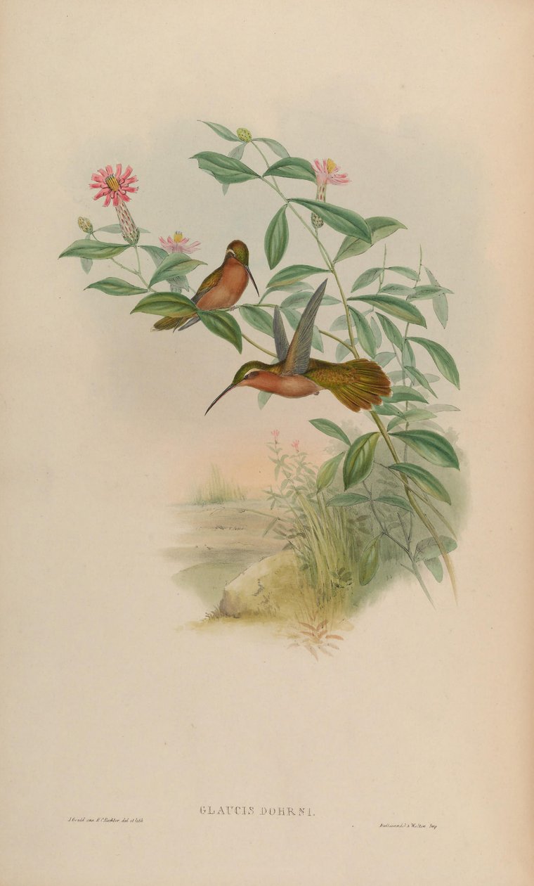 Glaucis dohrni = Glaucis dohrnii od John Gould