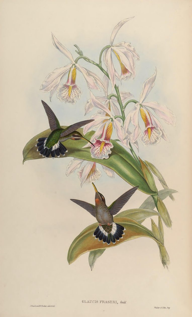 Glaucis fraseri = Threnetes ruckeri ruckeri od John Gould