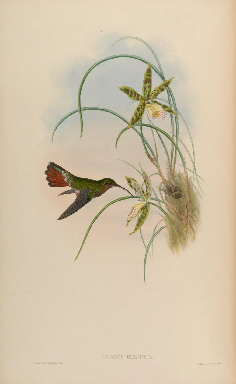 Glaucis hirsutus od John Gould