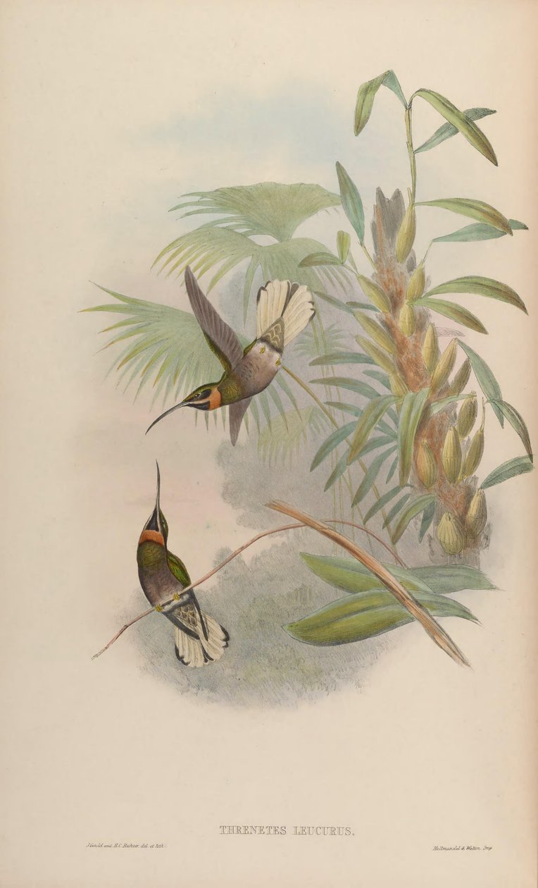 Glaucis leucurus = Threnetes leucurus od John Gould