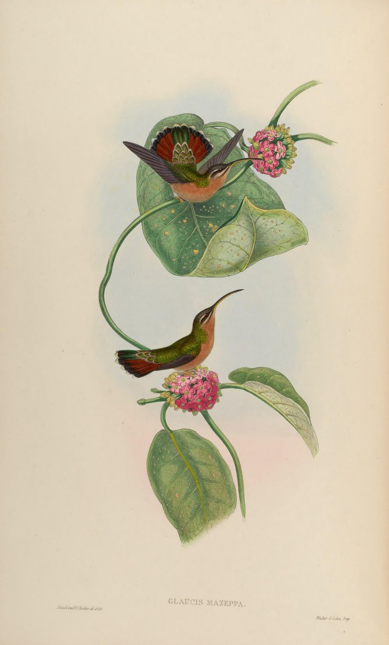 Glaucis mazeppa = Glaucis hirsutus hirsutus od John Gould