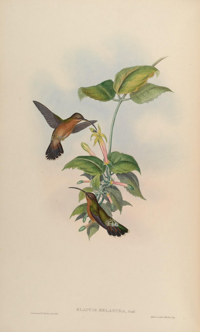Glaucis melanura = Glaucis hirsutus hirsutus od John Gould