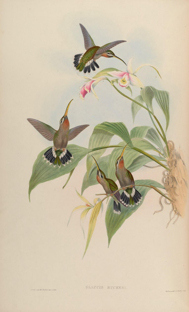 Glaucis ruckeri = Threnetes ruckeri ventosus od John Gould