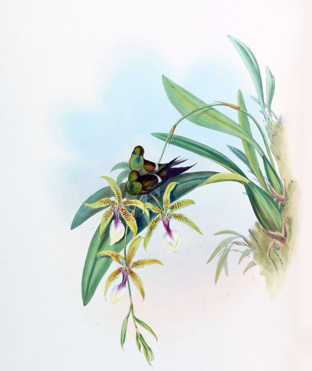 Gouldia laetitiae = Discosura letitiae s Oncidium hastilabium od John Gould