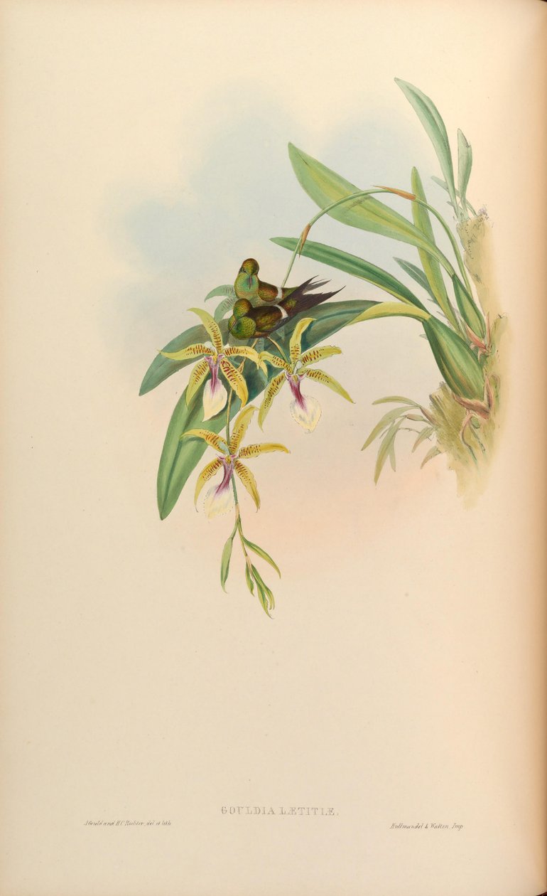 Gouldia joy = Discosura radosti s Oncidiem od John Gould