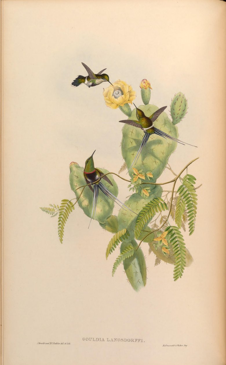 Gouldia langsdorffi = Discosura langsdorffi langsdorffi od John Gould