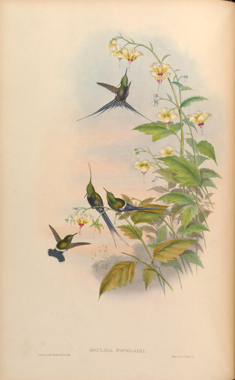 Gouldia popelairii = Discosura popelairii  [2] od John Gould