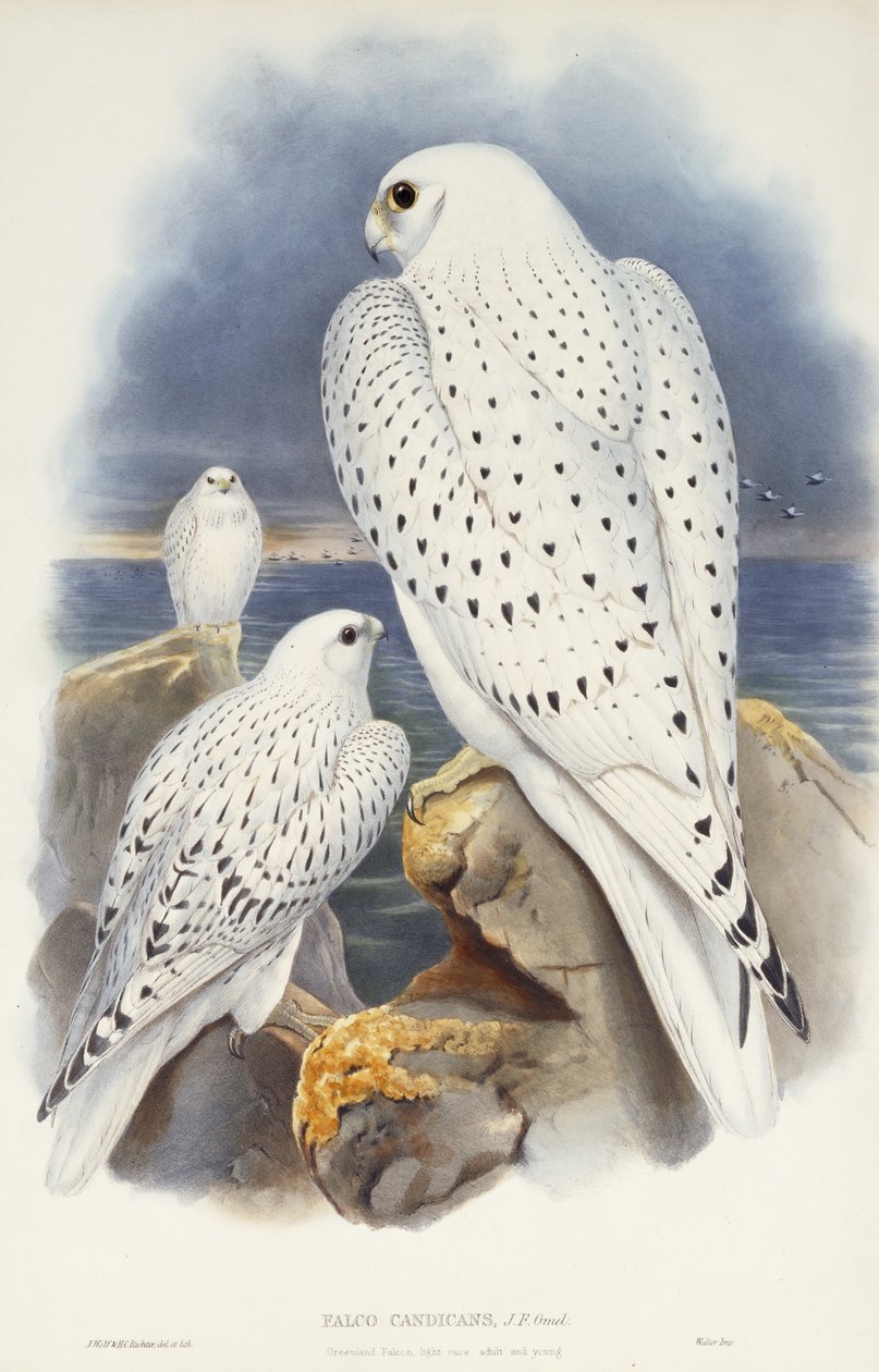Grónský sokol, 1862-1873 od John Gould