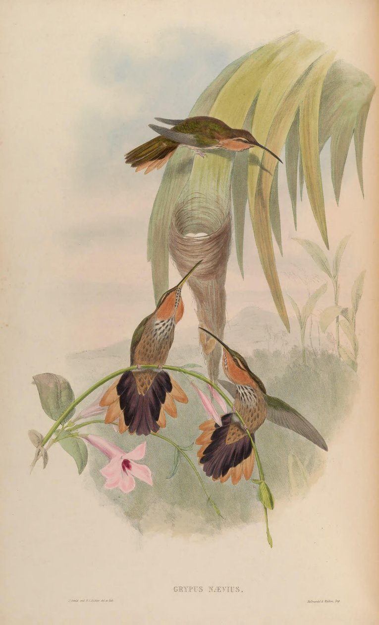 Grypus naevius = Ramphodon naevius od John Gould