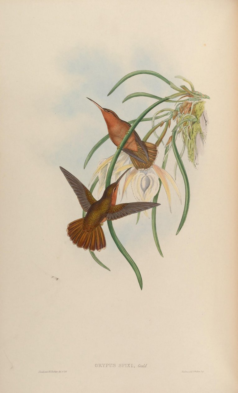 Grypus spixi od John Gould