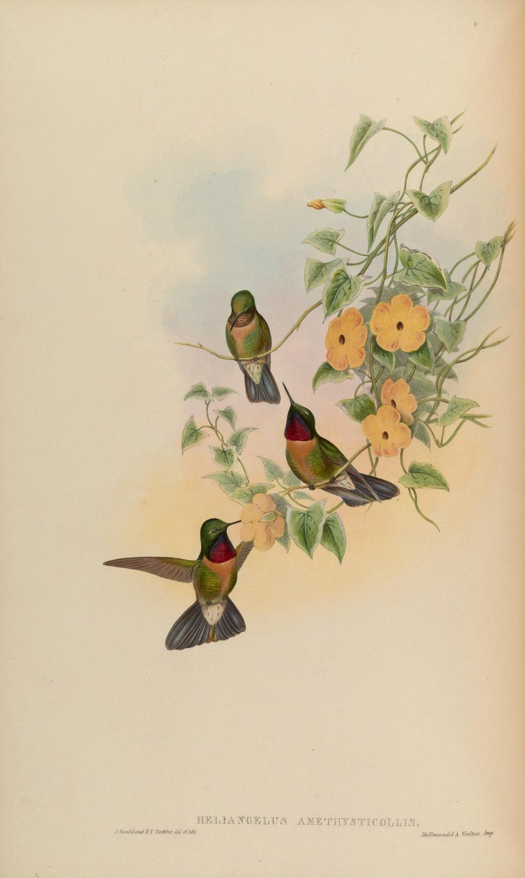 Heliangelus ametysticollis od John Gould