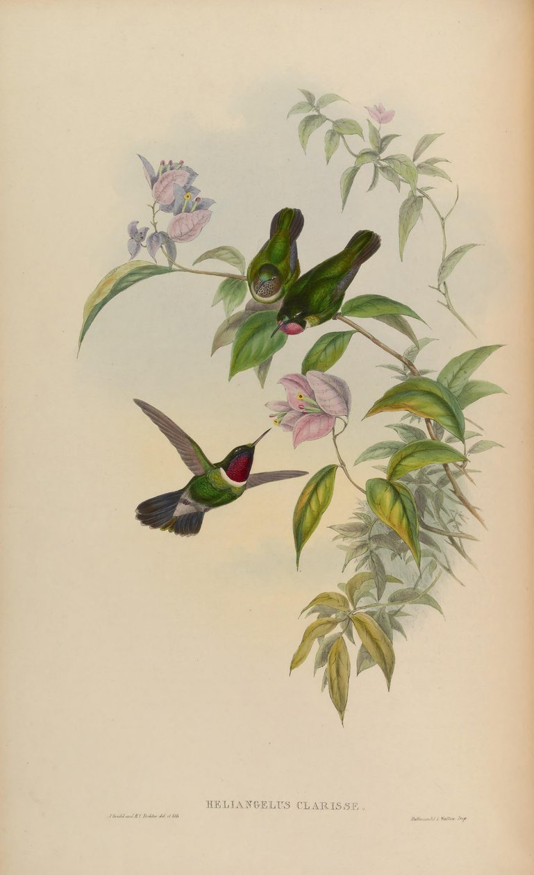 Heliangelus clarissae = Heliangelus ametysticollis clarisse od John Gould