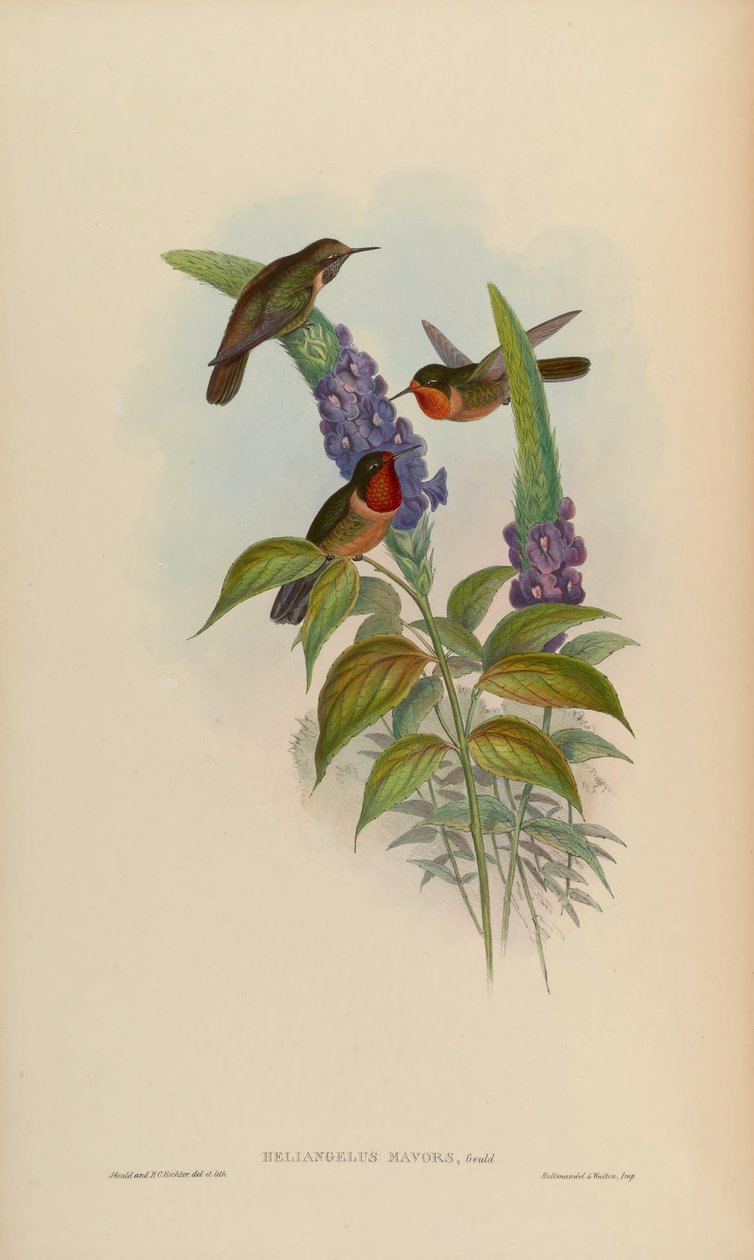 Helianthus váhá od John Gould